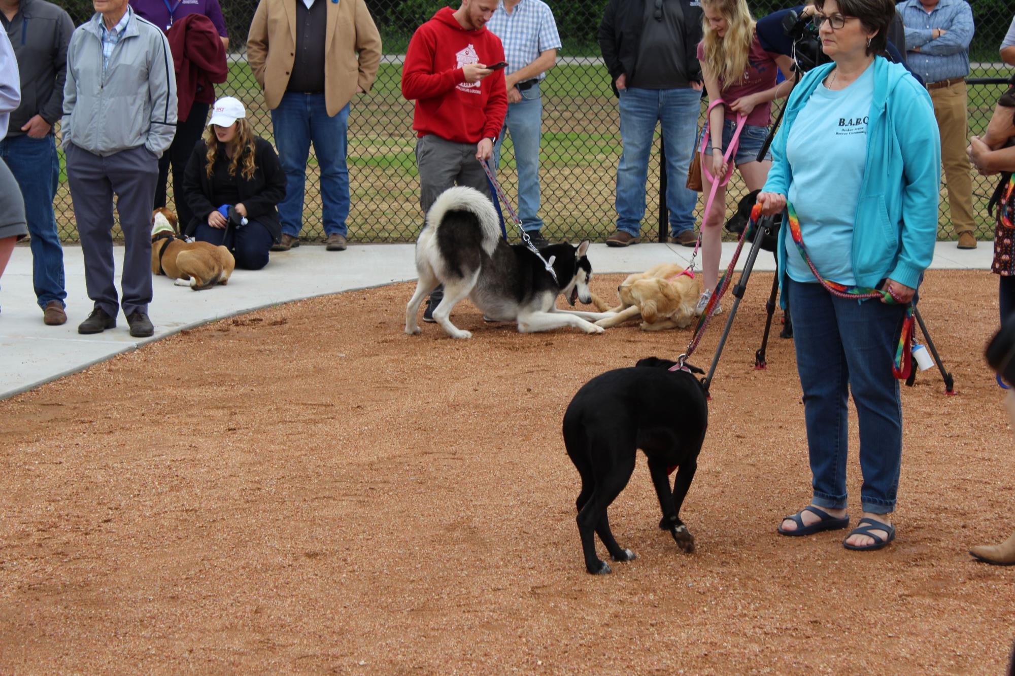 Dog Park 