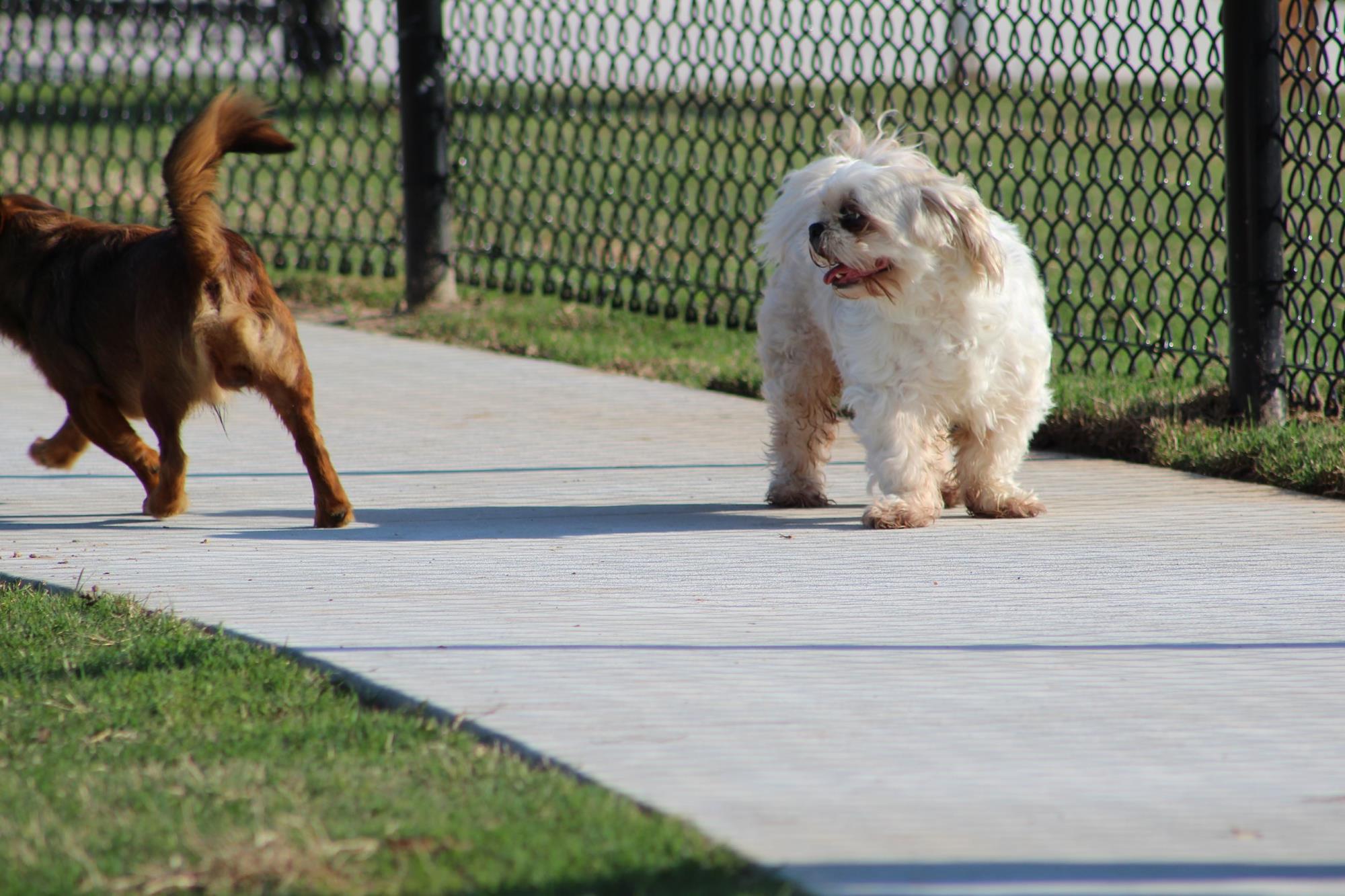 Dog Park 