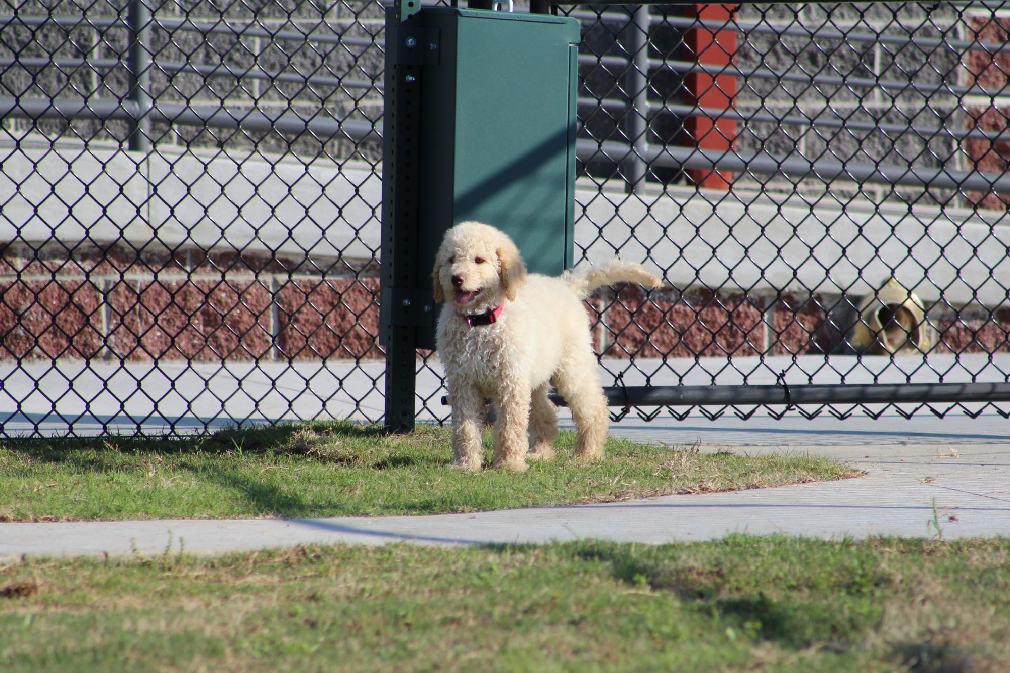 Dog Park 