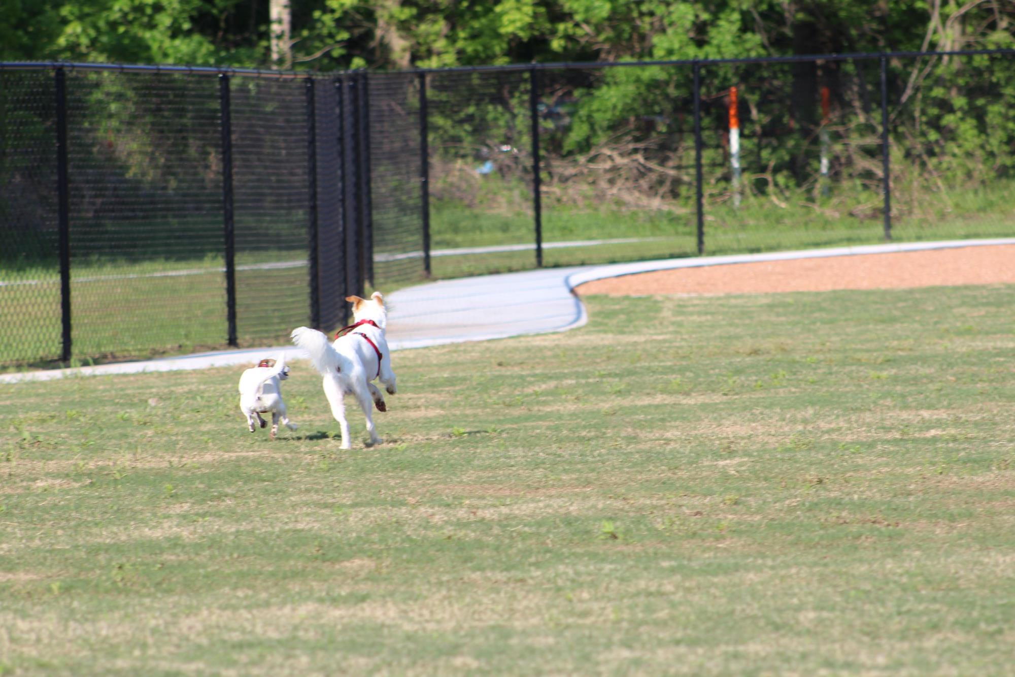 Dog Park 