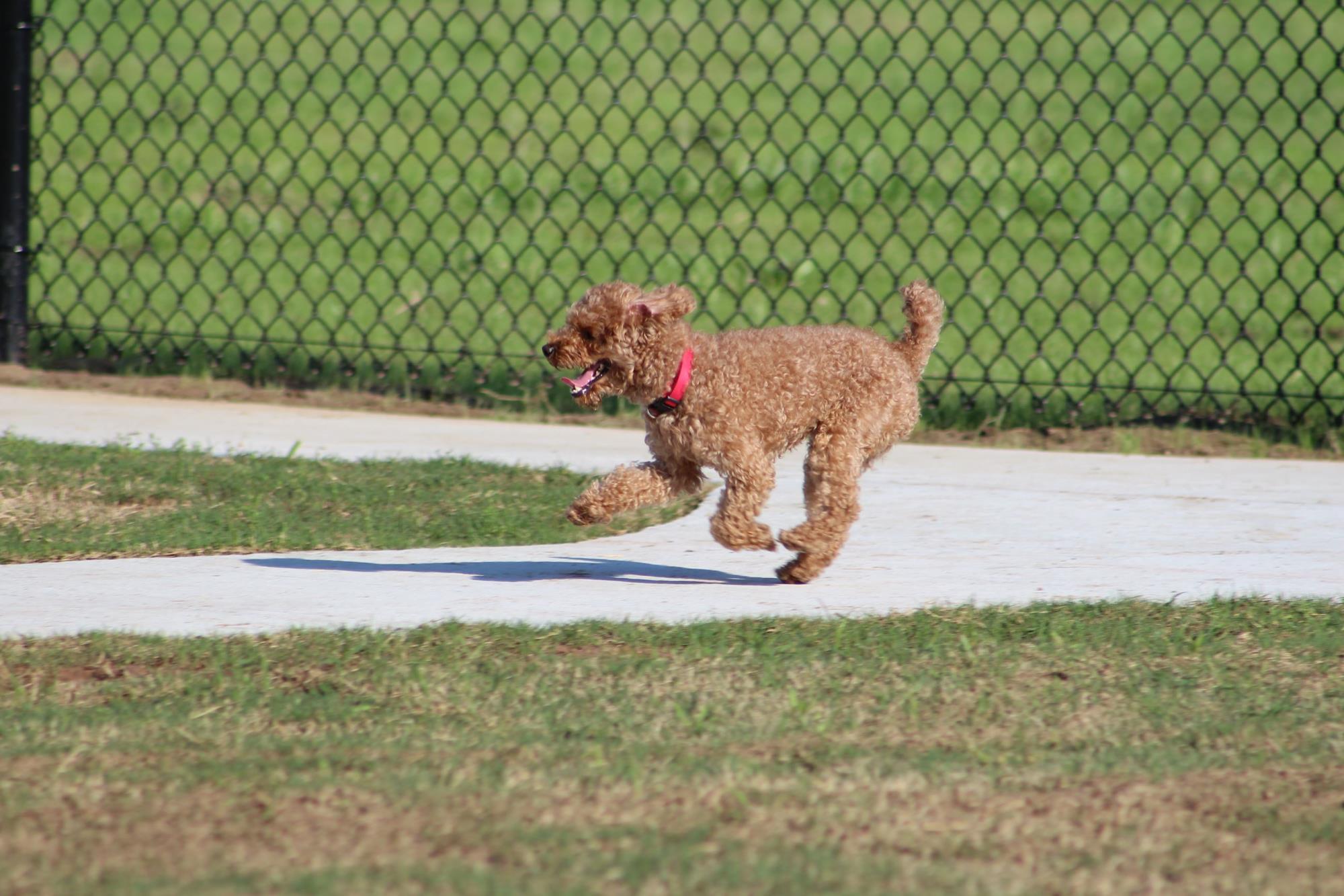 Dog Park 