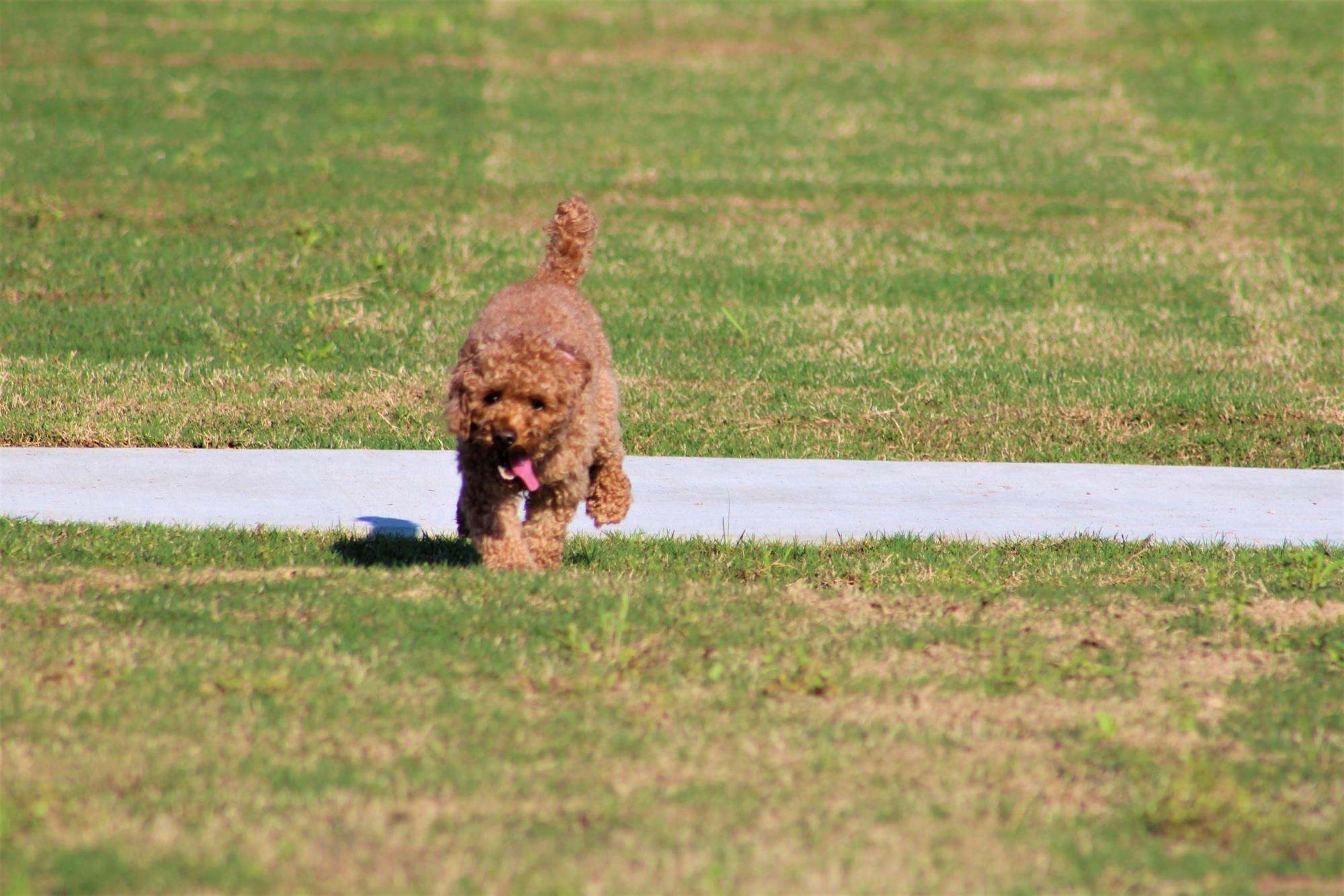 Dog Park 