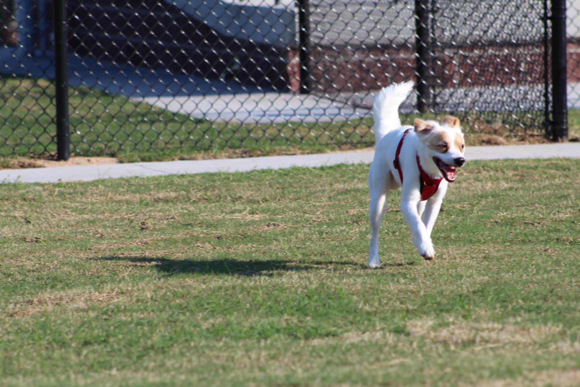 Dog Park 