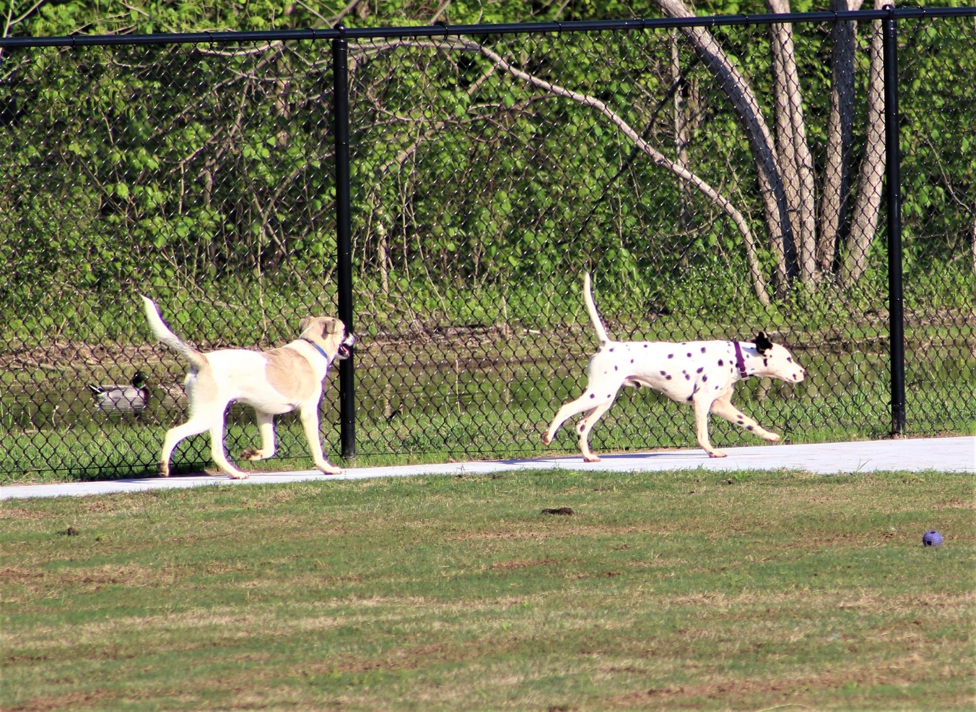 Dog Park 