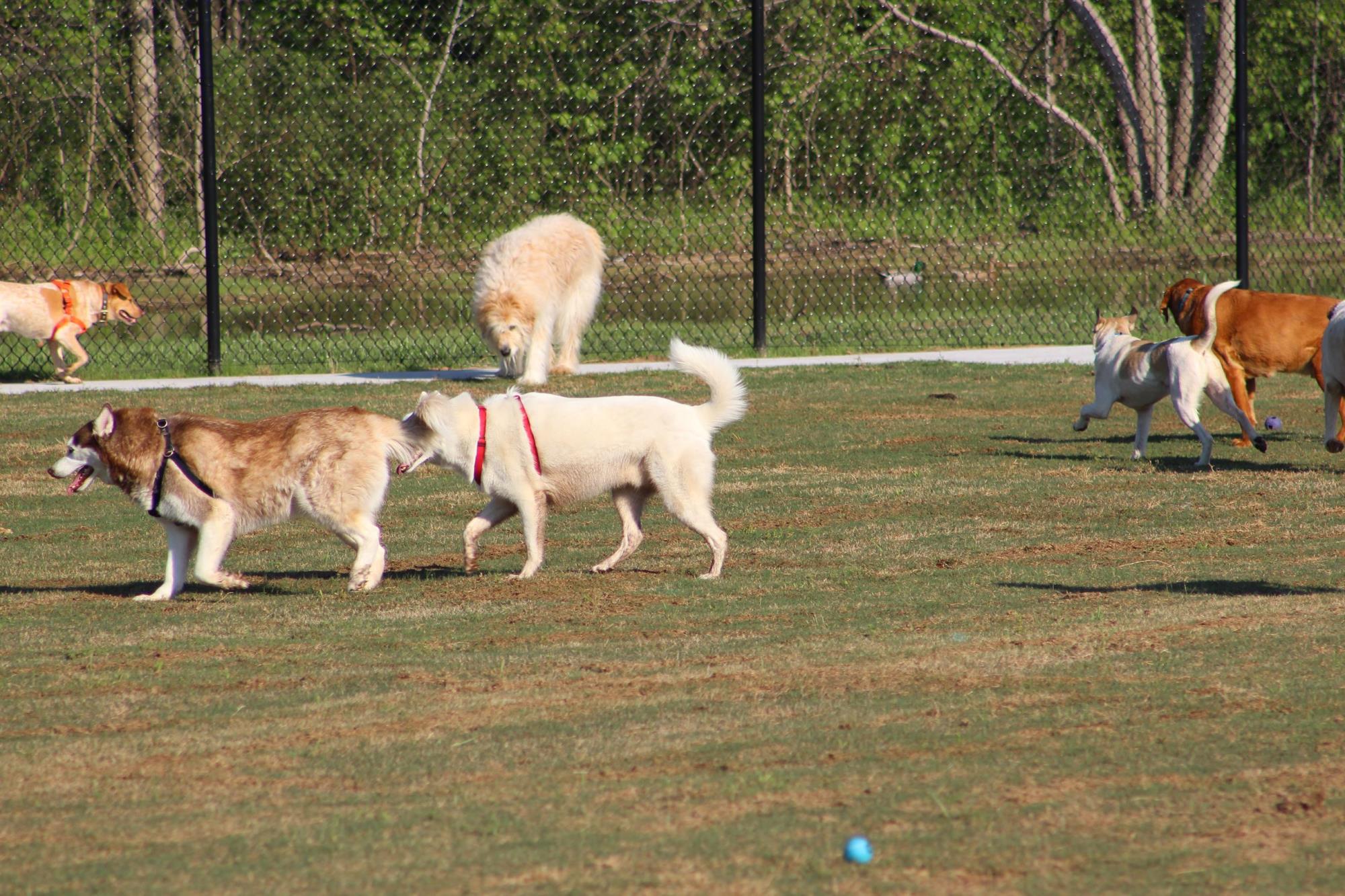 Dog Park 