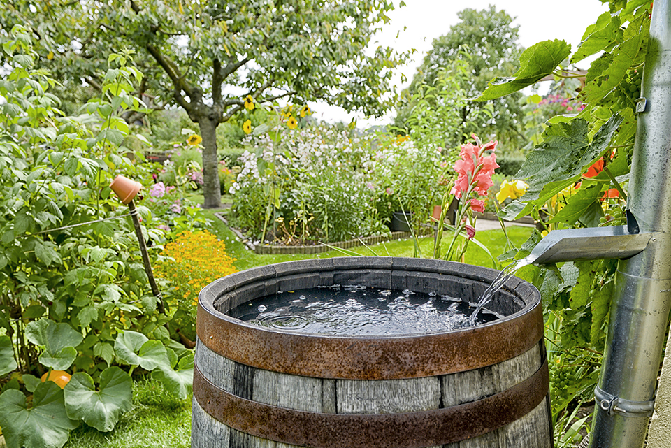 Rain-barrel-in-the-garden