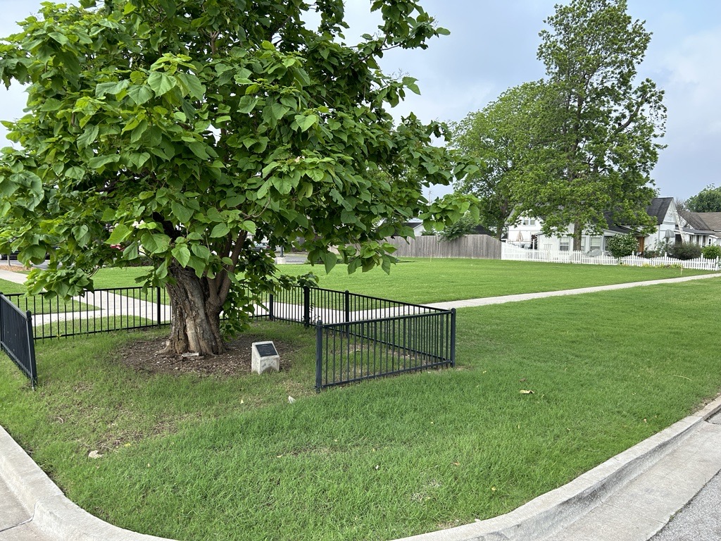 City's oldest tree